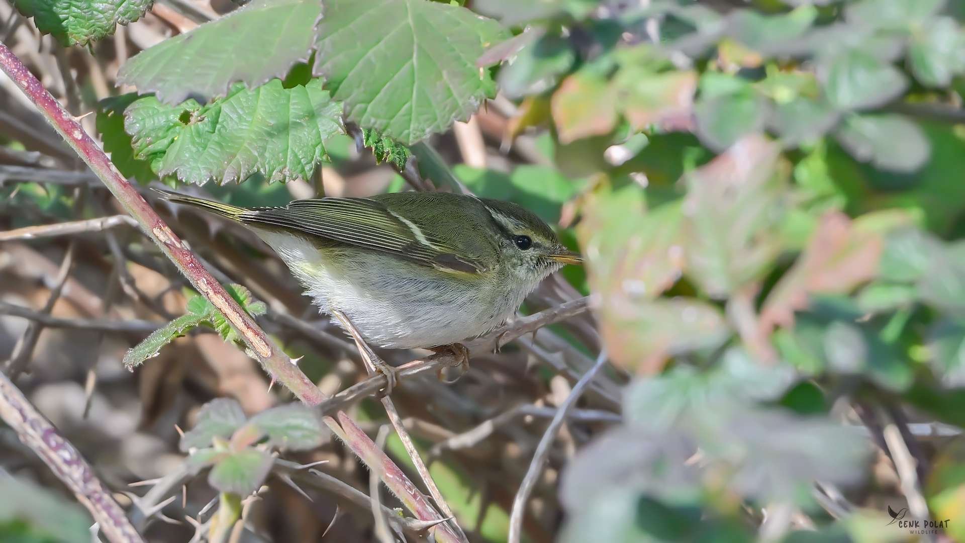 Yellow-browed Warbler